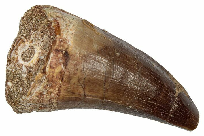 Fossil Mosasaur (Mosasaurus) Tooth - Morocco #345125